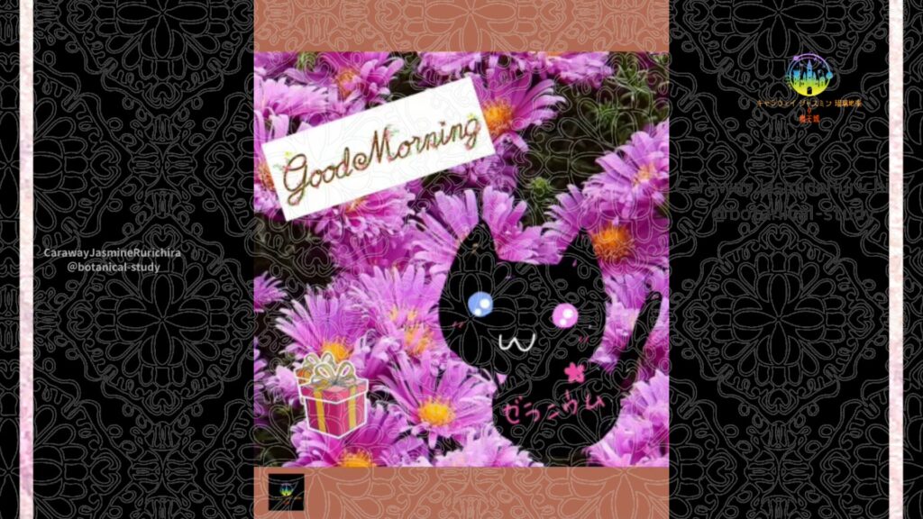 誕生花9月18日クジャクアスター