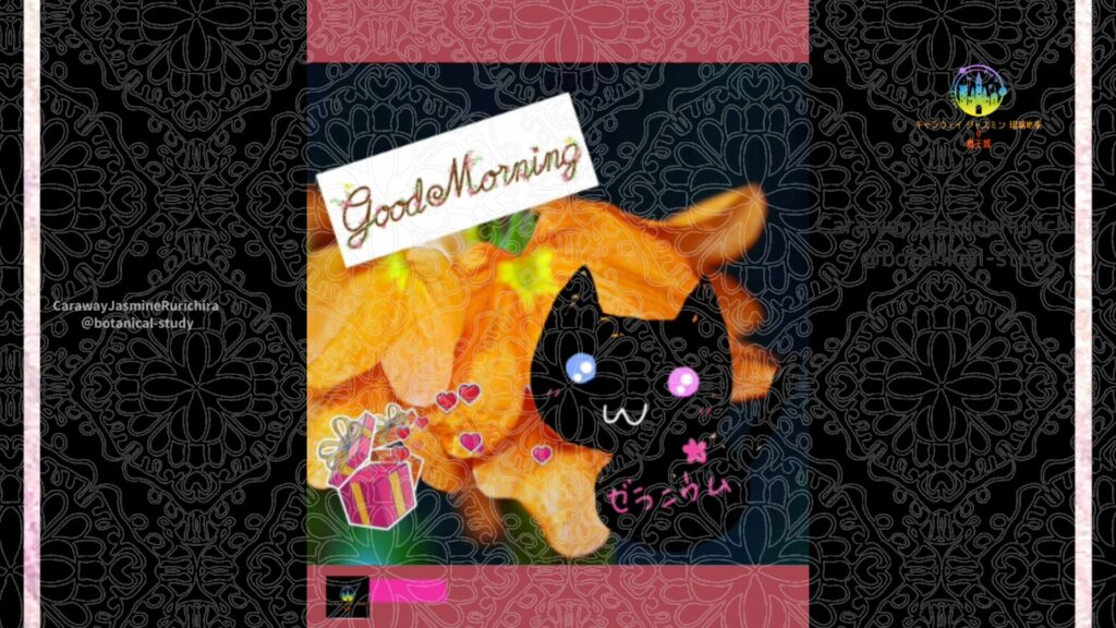 誕生花11月4日クロサンドラ
