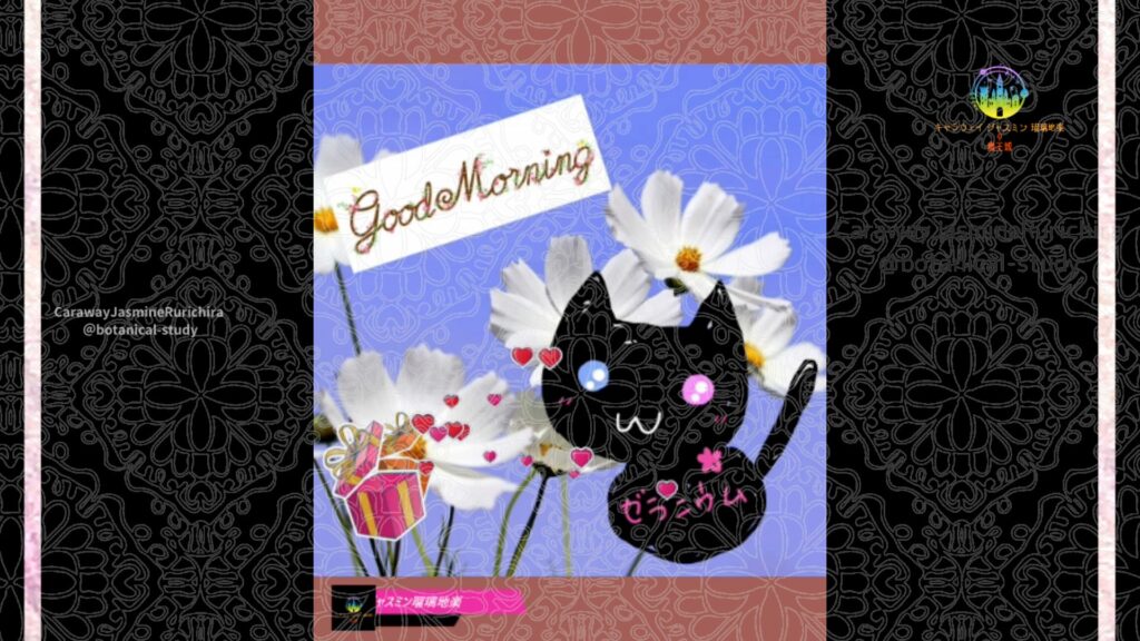 誕生花9月8日コスモス