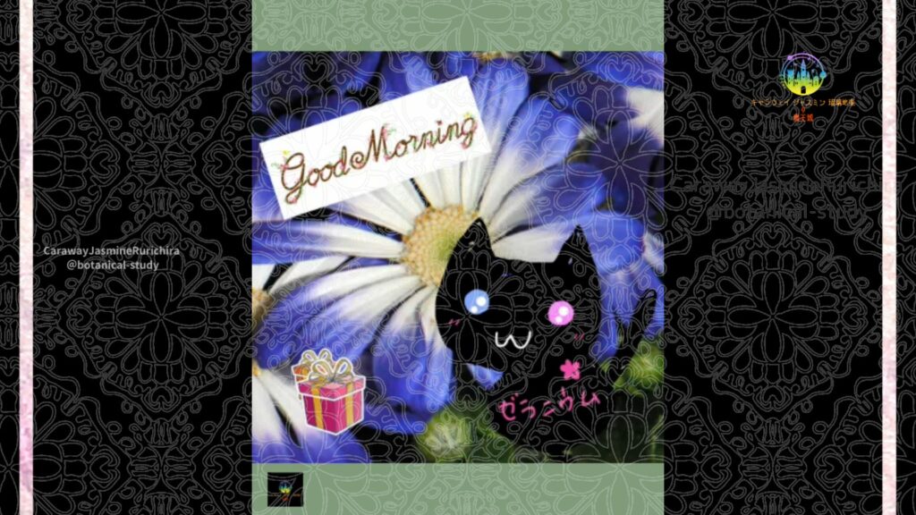 誕生花12月23日サイネリア