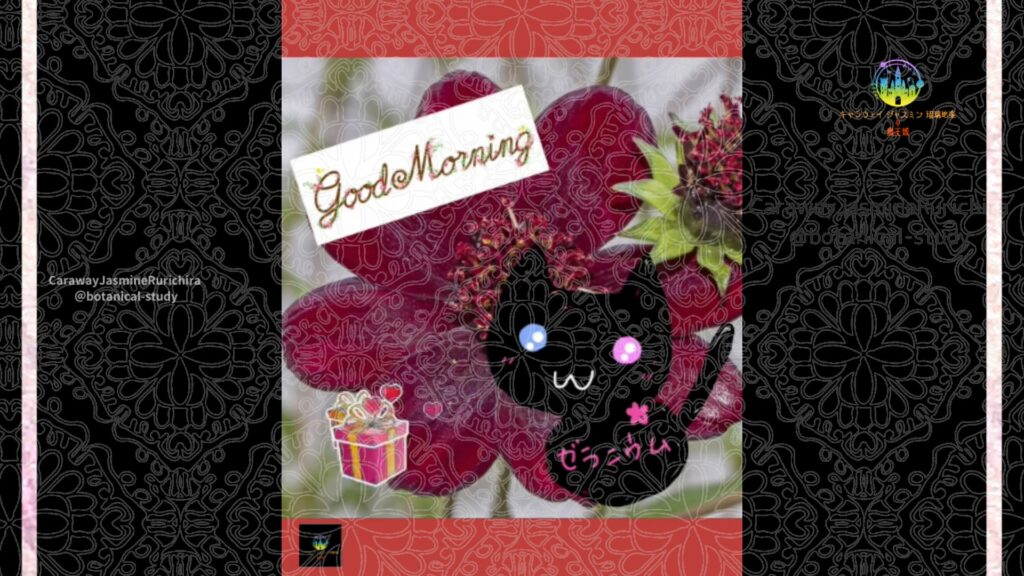 誕生花10月27日チョコレートコスモス
