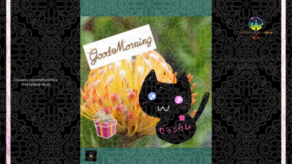 誕生花12月13日ピンクッション
