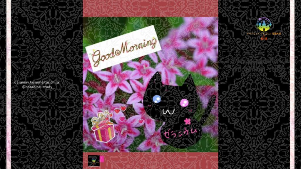 誕生花11月17日ペンタス