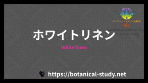 White linenの香水辞典のアイキャッチ