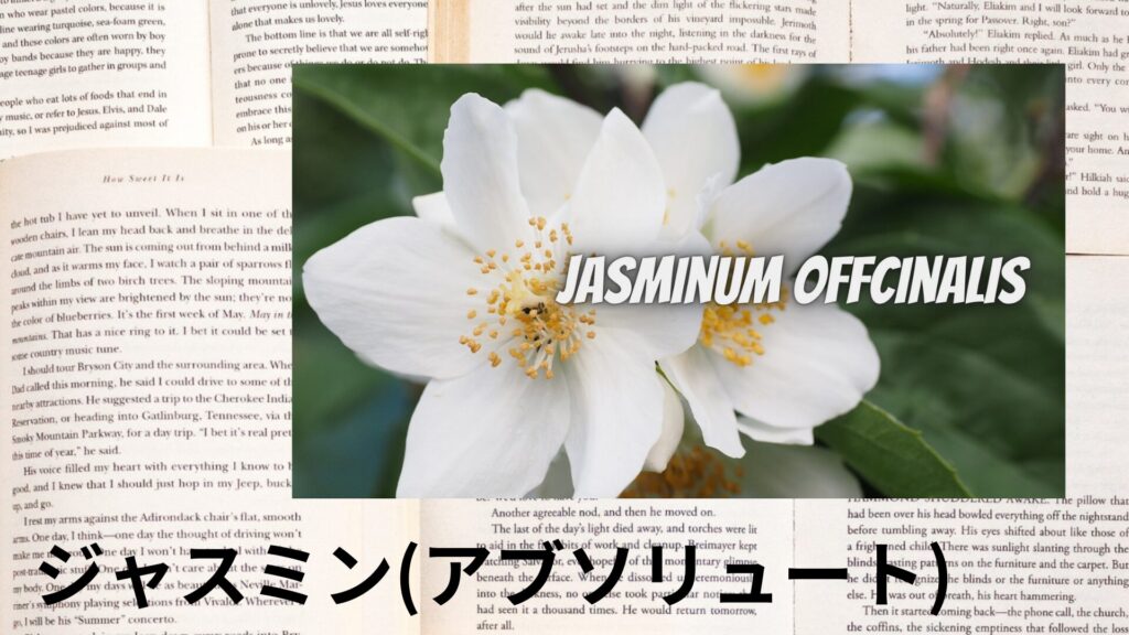 ポートフォリオアロマハーブ辞典ジャスミン(アブソリュート)のアイキャッチ