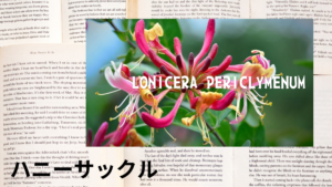 ハニーサックルの植物素材辞典のアイキャッチ
