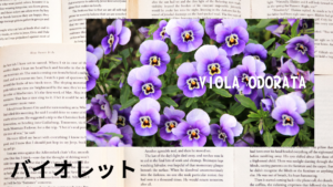 バイオレットの植物素材辞典のアイキャッチ