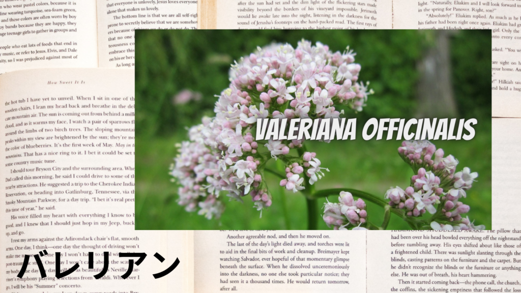 バレリアンの植物素材辞典のアイキャッチ