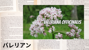 バレリアンの植物素材辞典のアイキャッチ