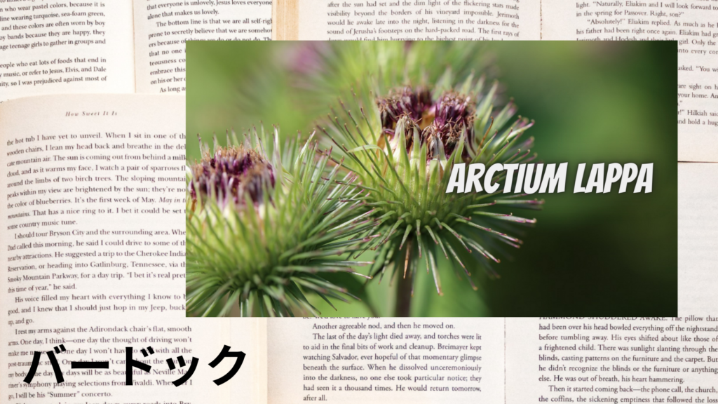 バードックの植物素材辞典のアイキャッチ