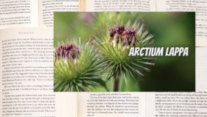 英語版バードックの植物素材辞典のアイキャッチ