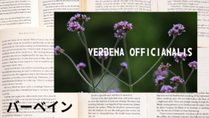 バーベインの植物素材辞典のアイキャッチ