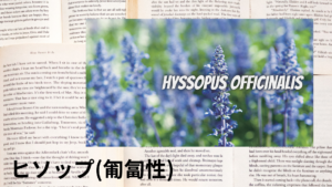 ヒソップ（匍匐性)の植物素材辞典のアイキャッチ