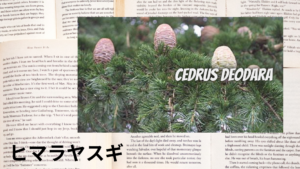 ヒマラヤスギの植物素材辞典のアイキャッチ