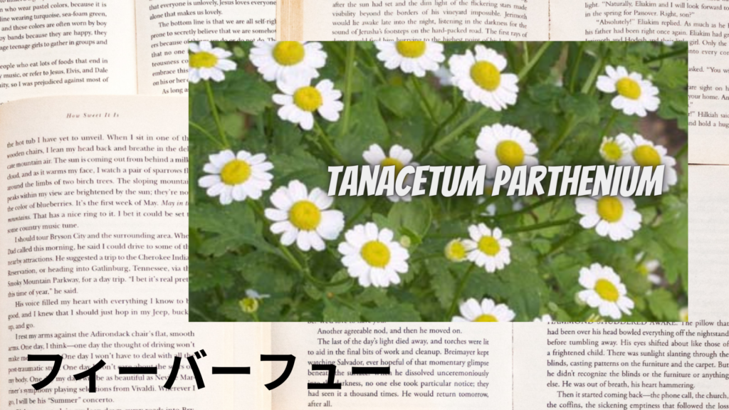 フィーバーフューの植物素材辞典のアイキャッチ