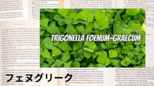 フェヌグリークの植物素材辞典のアイキャッチ
