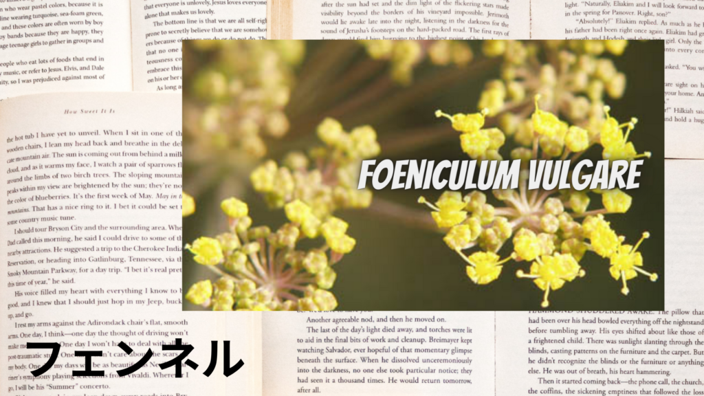 フェンネルの植物素材辞典のアイキャッチ