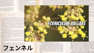 フェンネルの植物素材辞典のアイキャッチ