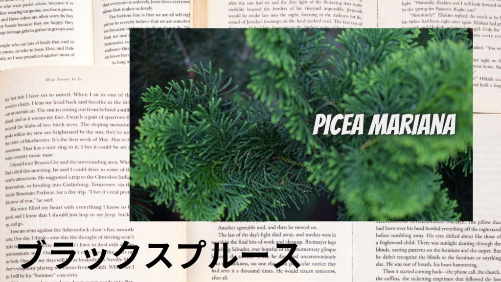 ブラックスプルースの植物素材辞典のアイキャッチ