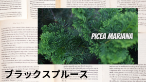 ブラックスプルースの植物素材辞典のアイキャッチ