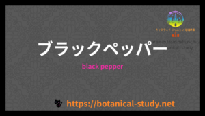 ブラックペッパーの香りの性質辞典のアイキャッチ