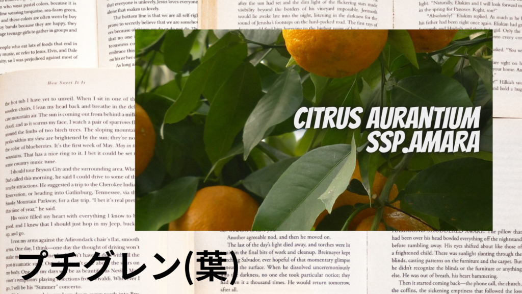 プチグレンの植物素材辞典のアイキャッチ