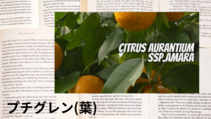 プチグレンの植物素材辞典のアイキャッチ