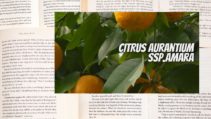 英語版プチグレンの植物素材辞典のアイキャッチ