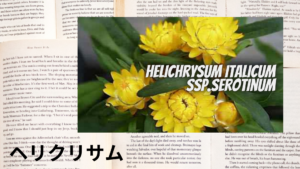 ヘリクリサムの植物素材辞典のアイキャッチ