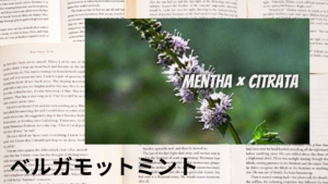 ベルガモットミントの植物素材辞典のアイキャッチ