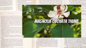 英語版ホオノキの植物素材辞典のアイキャッチ