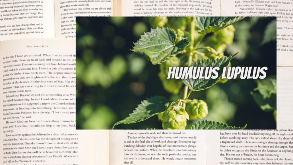英語版ホップの植物素材辞典のアイキャッチ