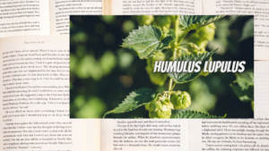 英語版ホップの植物素材辞典のアイキャッチ