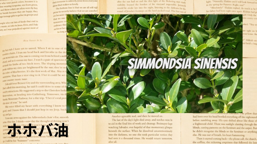 ホホバ油の植物素材辞典のアイキャッチ