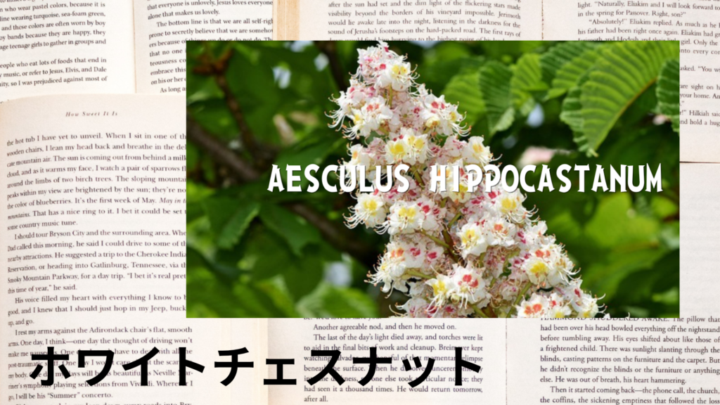ホワイトチェスナッの植物素材辞典のアイキャッチ