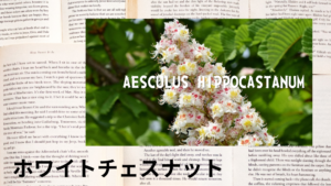 ホワイトチェスナッの植物素材辞典のアイキャッチ