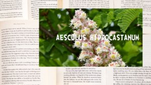 英語版ホワイトチェスナッの植物素材辞典のアイキャッチ