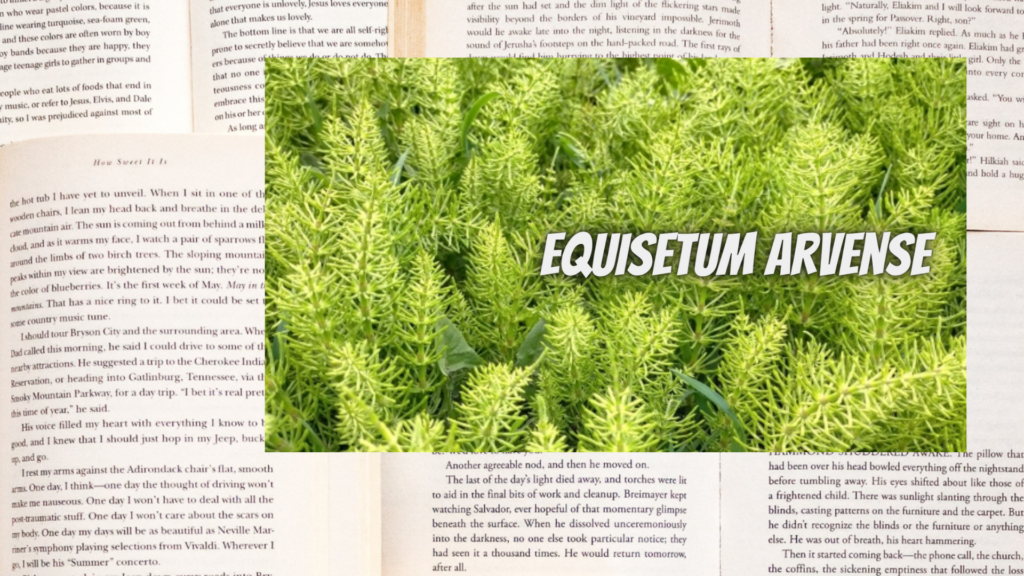 英語版ホーステールの植物素材辞典のアイキャッチ