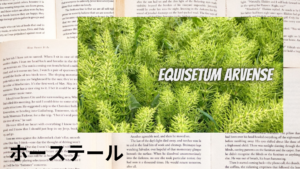 ホーステールの植物素材辞典のアイキャッチ
