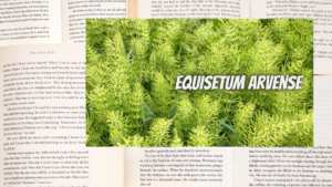 英語版ホーステールの植物素材辞典のアイキャッチ