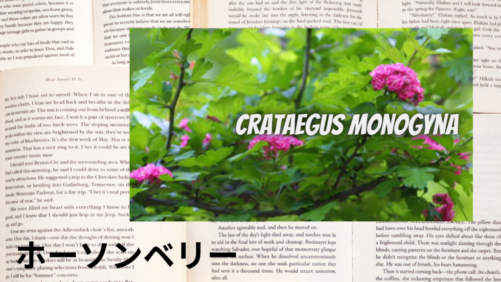 ホーソンベリーの植物素材辞典のアイキャッチ