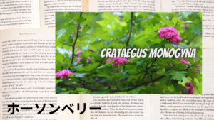 ホーソンベリーの植物素材辞典のアイキャッチ