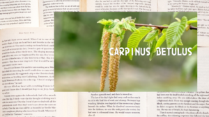 英語版ホーンビームの植物素材辞典のアイキャッチ