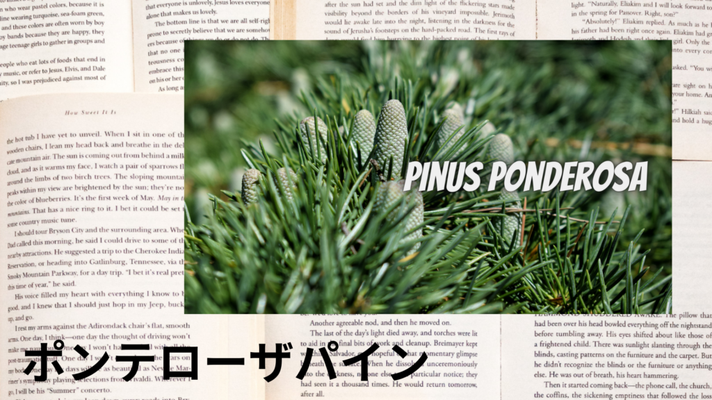ポンテローザパインの植物素材辞典のアイキャッチ