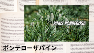 ポンテローザパインの植物素材辞典のアイキャッチ