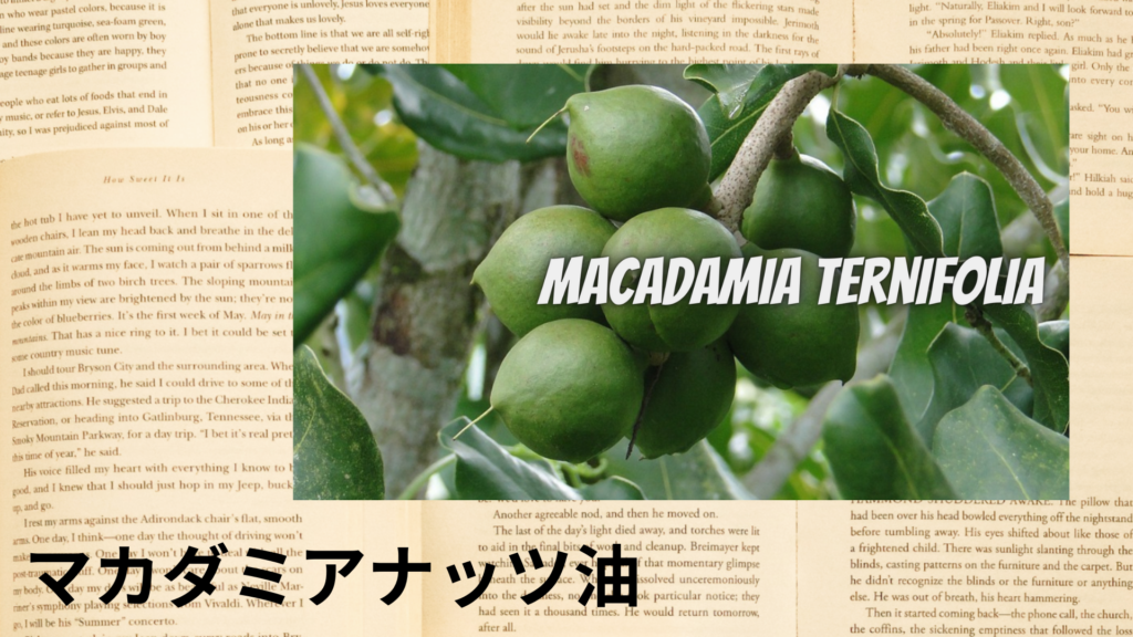 マカダミアナッツ油の植物素材辞典のアイキャッチ