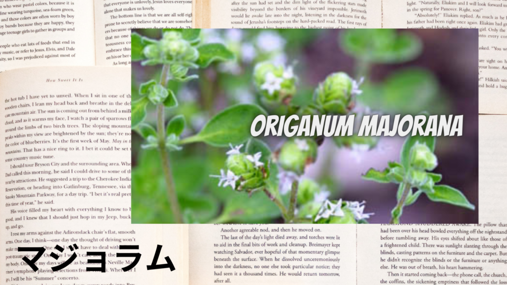 英語版マジョラムの植物素材辞典のアイキャッチ