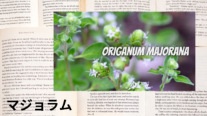 英語版マジョラムの植物素材辞典のアイキャッチ