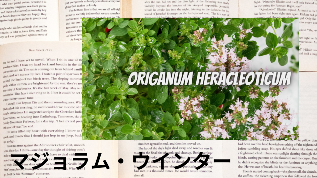 マジョラム・ウインターの植物素材辞典のアイキャッチ