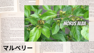 マルベリーの植物素材辞典のアイキャッチ